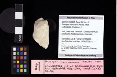 NHMW-GEO-2007z0149-0004_Ol_01.tifProsopon verrucosum (Reuss, 1858)  (NHMW-GEO-2007z0149-0004)